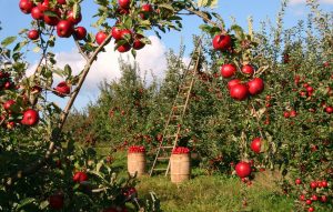 Agricultural business growth