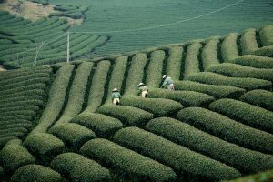 Agricultural business growth